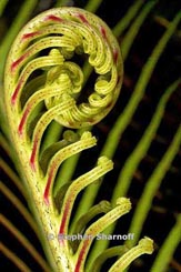 blechnum thumbnail graphic